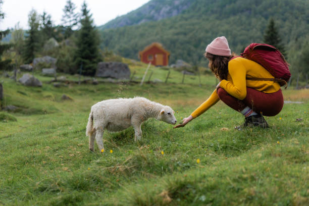 Young Caucasian woman with sheep in Norwegian countryside