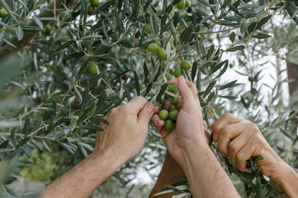 istock Two individuals are harvesting olives from an olive tree 2155317960