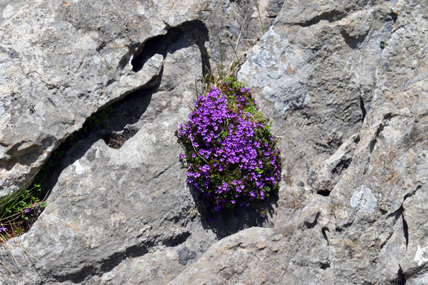 The airy foxglove (Erinus alpinus) on limestone rocks