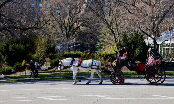 Central Park cyclists horse drawn carriages autumn New York City USA