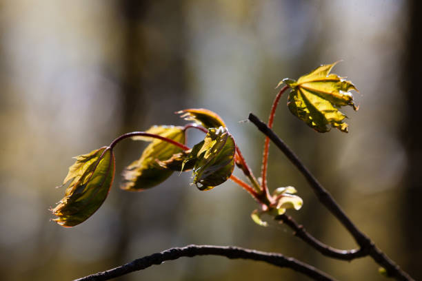 Top view of maple leaves Acer Platanoides L at Swiss City of Zürich on a spring day. Photo taken April 28th, 2025, Zurich, Switzerland.