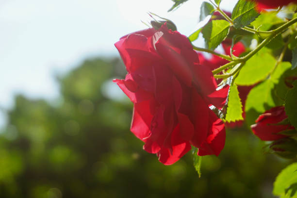 Close up of a red rose