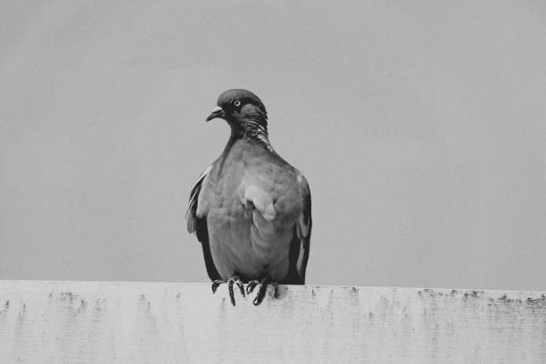 istock A pigeon sitting in temptation in black and white 2155320583