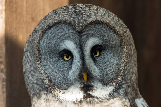 istock The Watchful Guardian: Great Grey Owl 2155321523