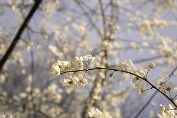 Blooming apple tree in spring on blue sky. Detail of an apple blossom.