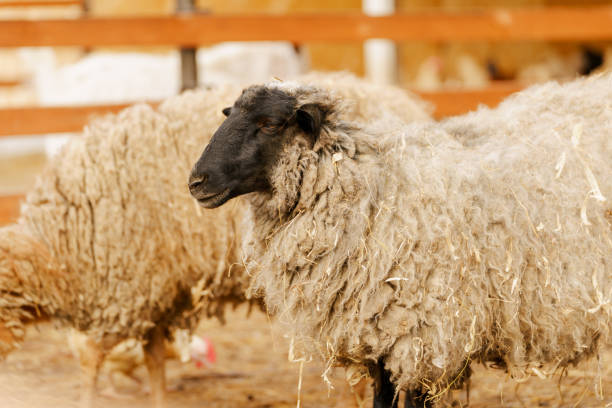 istock Sheep is standing proudly on a vast dry grass field in a farm setting 2155322184