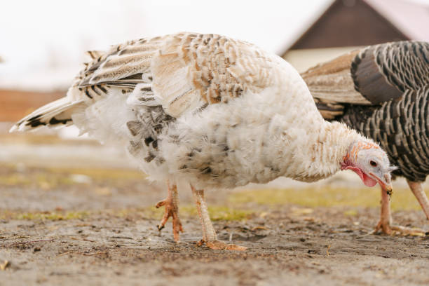 istock Turkey walks on a farm. Organic animals farm. Selective focus 2155322652