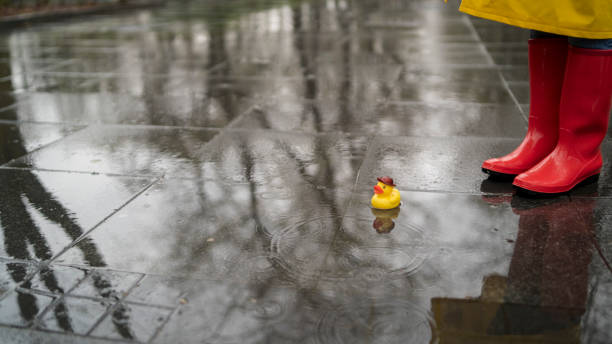 Duck in the water