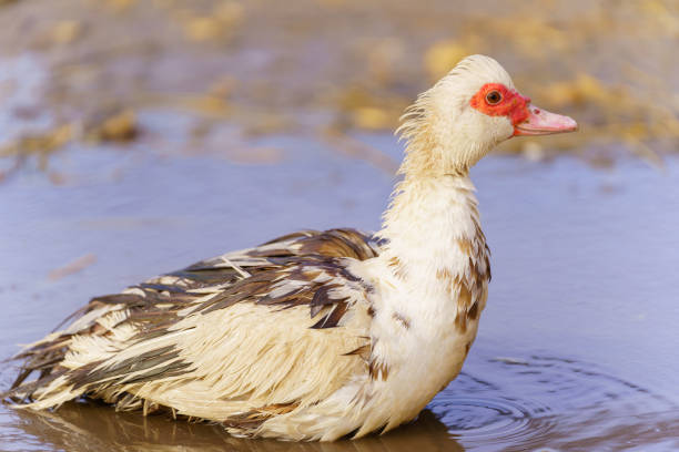 Muscovy duck, with distinctive black and white plumage, stands gracefully beside a tranquil body of water on a farm.