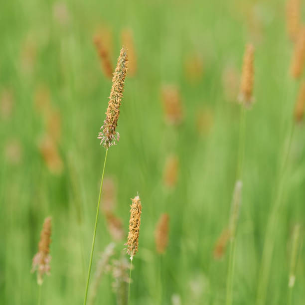 istock Meadow foxtail, Alopecurus pratensis, on a green meadow 2155323414