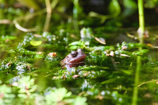 istock Common frog with head emerging above the water surrounded by pond weed 2155324621