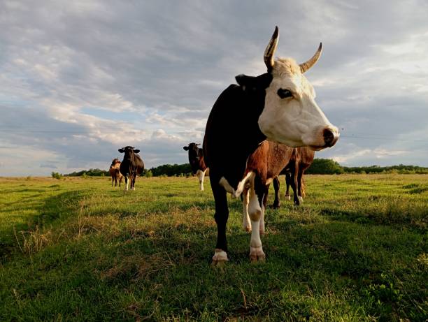 istock Not in the foreground is a black cow with a white head and large sharp horns in the background of a herd of cows grazing at sunset on a beautiful endless green pasture. 2155324841