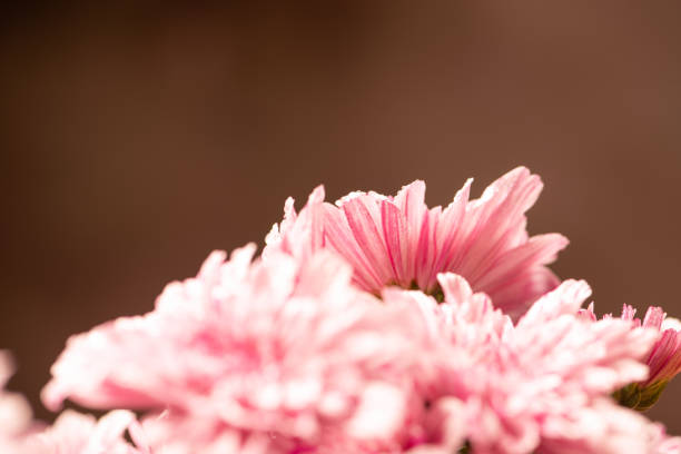 Beautiful pink chrysanthemum flowers on rustic wood, selective focus.
