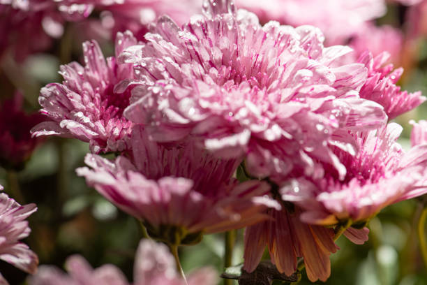 Beautiful pink chrysanthemum flowers on rustic wood, selective focus.