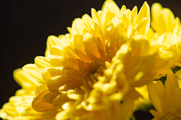 Beautiful yellow chrysanthemum flowers on rustic wood, selective focus.