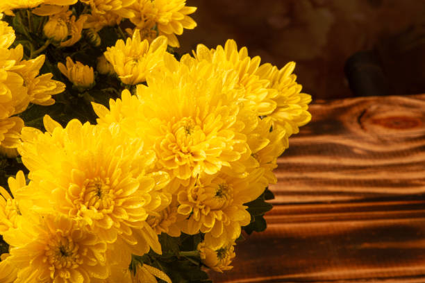 Picking Chrysanthemums for tea in China