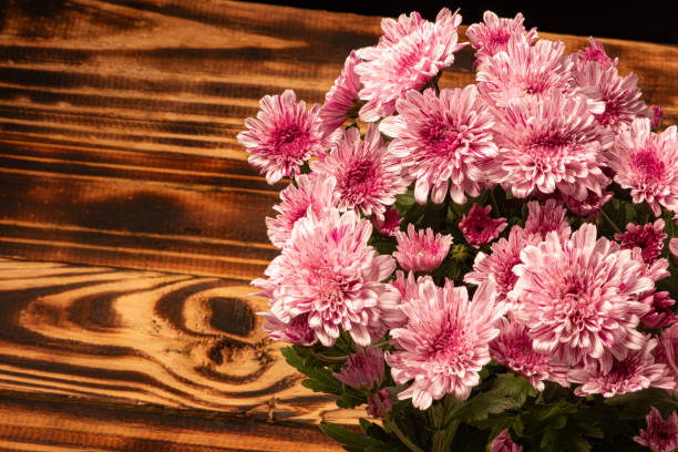 Beautiful pink chrysanthemum flowers on rustic wood, selective focus.
