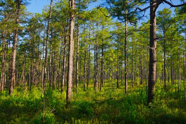 istock Driving Through De Soto National Forest Mississippi 2155328215