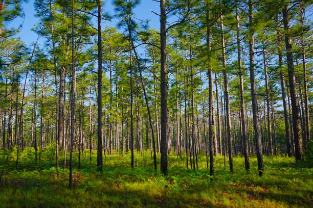 Driving Through De Soto National Forest Mississippi