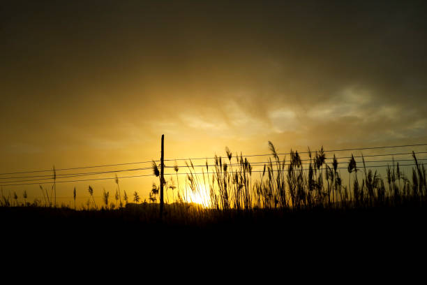 Sun hiding on the horizon at sunset between reed beds and power lines in Spain