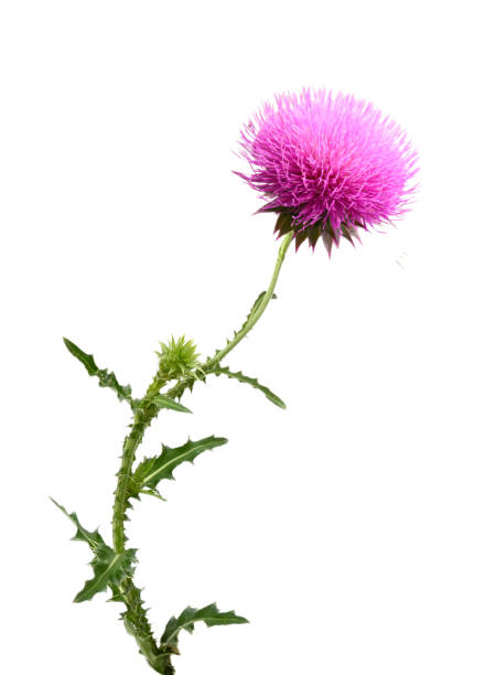 istock Milk thistle flower branch 2155329720