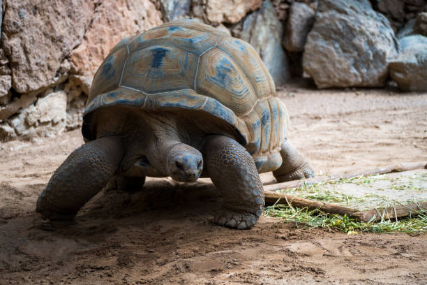 istock Cylindraspis triserrata Giant Tortoise 2155329994