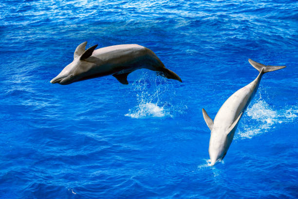 Small pod of dolphins surface for air off the coast of Fingal Head, northern New South Wales, Australia