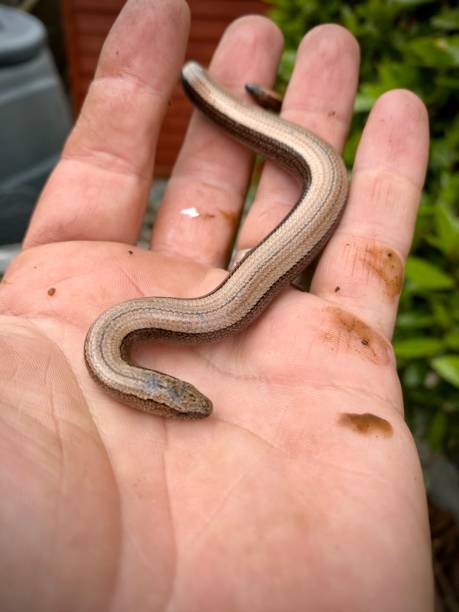 istock Small slow worm in hand,close up. Legless lizard 2155336115