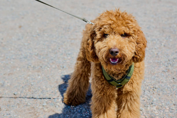 cute red-haired miniature poodle with harness and leash outside in the sunshine