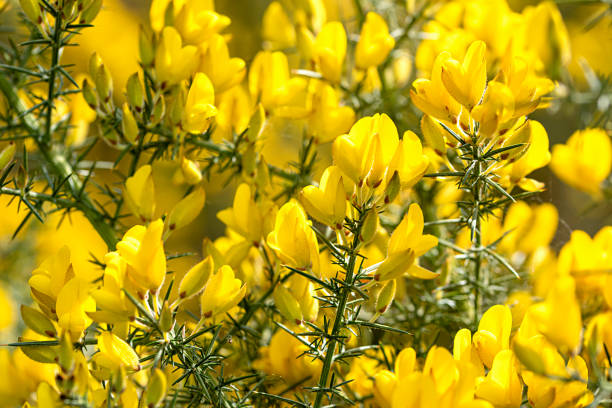 Photography of scotch broom, common broom, flower, blooming, garden, wild, botany, petal,  wanderlust, beauty, flora, highlands, foliage, scotland, uk, environment, outdoor