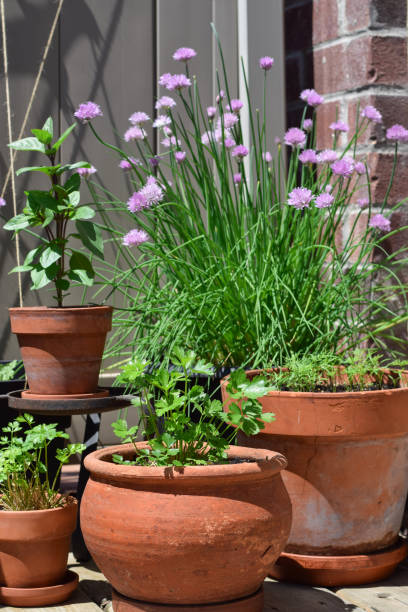 istock Group of terracotta pots with herbs on a balcony pation on a sunny summer day 2155337952