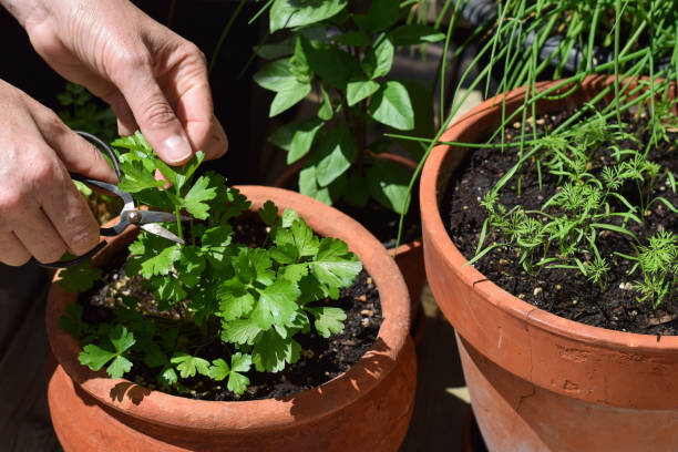 istock Closeup woman's hands picking green parsley herb leaves 2155337956