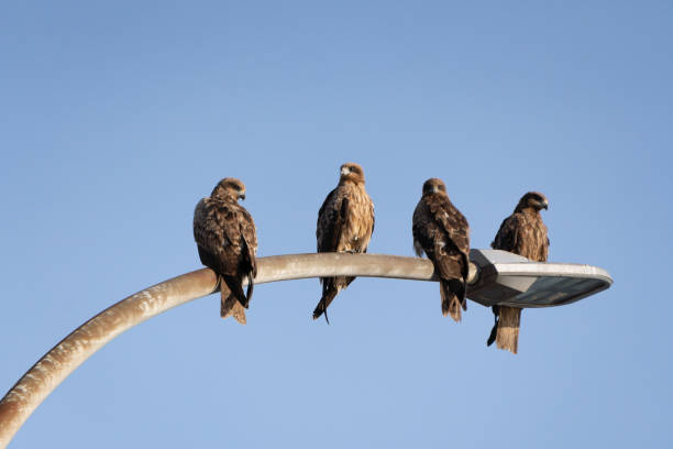 istock Four wild Black kites perching on a street light 2155339861