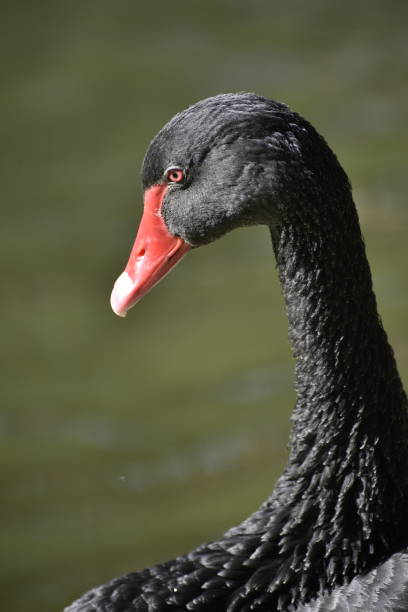 istock black swan neck in nature 2155340268