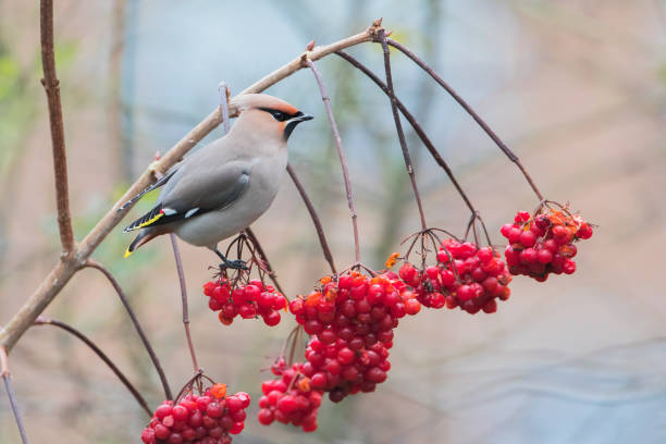 istock Bohemian waxwing (Bombycilla garrulus) on branch, the Netherlands 2155342797