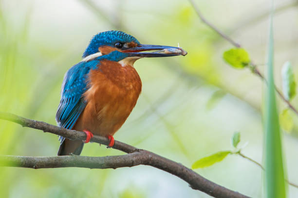 istock Male Common Kingfisher (Alcedo atthis) on branch with fish, the Netherlands 2155342822
