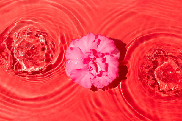 Close-up of a beautiful red Gerbera flower with water drops. Beautiful heart shaped bokeh - it's a REAL bokeh photo, not an illustration or computer filter. Shallow depth of field, space for copy.