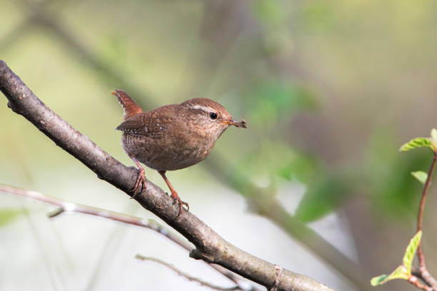 A wren (Troglodytes troglodytes) in the forest