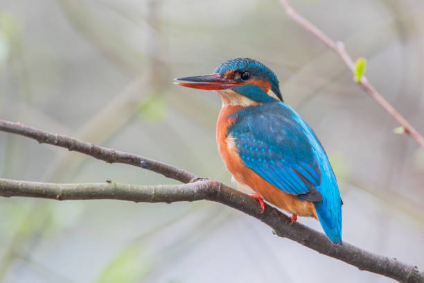 istock Female Common Kingfisher (Alcedo atthis) on branch, the Netherlands 2155343347