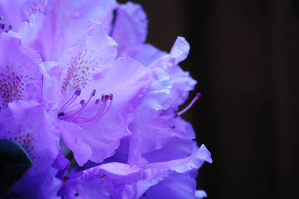 Rhododendron Catawbiense Grandiflorum flowers