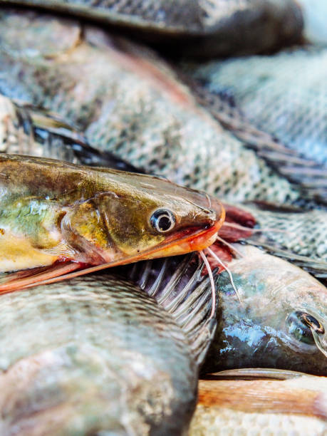 istock fresh tilapia in thai market 2155344307