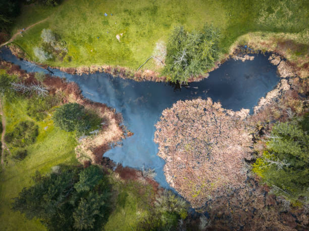 istock Vancouver Island Wilderness Area Viewed From A Drone 2155344355
