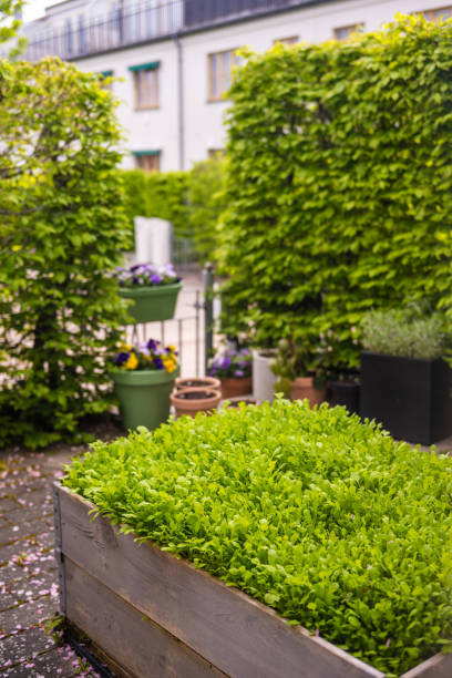 istock Small backyard by a house filled with sallad and green plants.. 2155347895