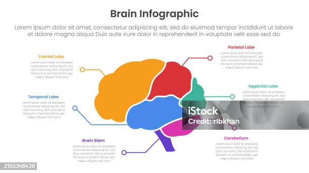Brain Synopsis Example Human Brain Infographic Template Banner With Brain Parts And Line Point ...