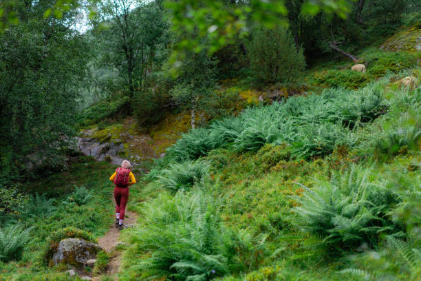 istock Woman hiking through dense forest in Norway 2155349181