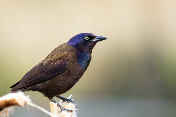 istock Common grackle is sitting on a yellow reed at the pond in spring. 2155349199