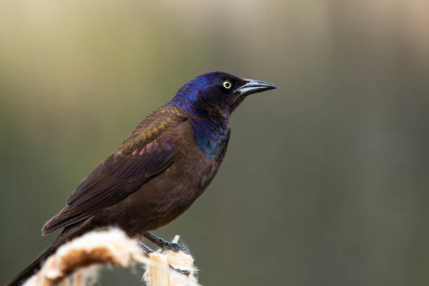 istock Common grackle is sitting on a yellow reed at the pond in spring. 2155349211