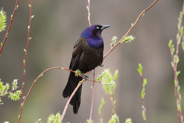 istock Common grackle is sitting on a willow branch at the pond in spring. 2155349213