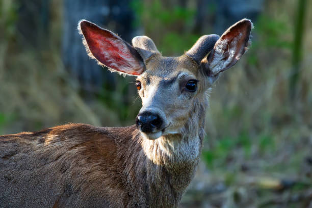 Young male Mule deer with little growing velvet antlers is standing in the woods in spring.