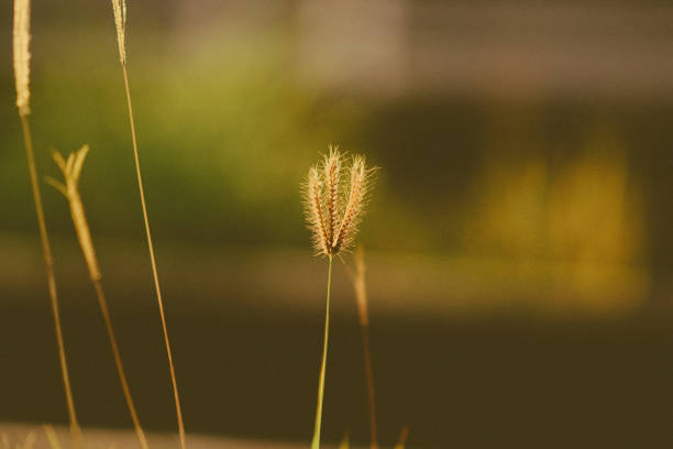 nature in big city
